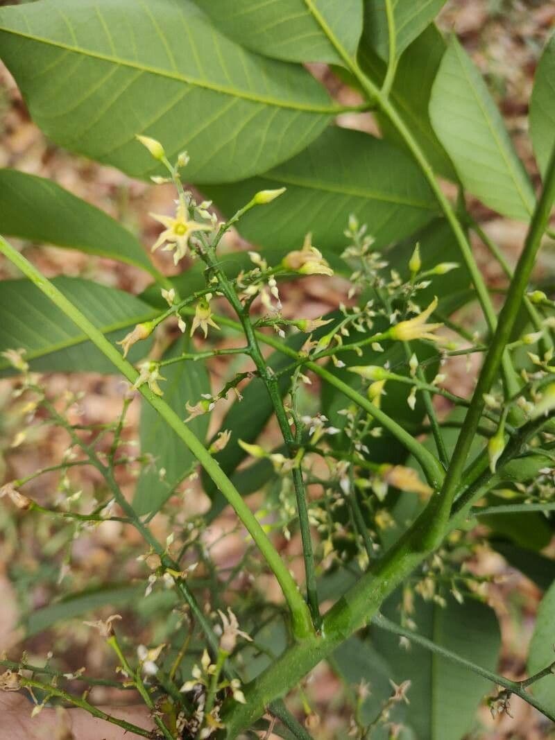 Hevea brazylijska 7