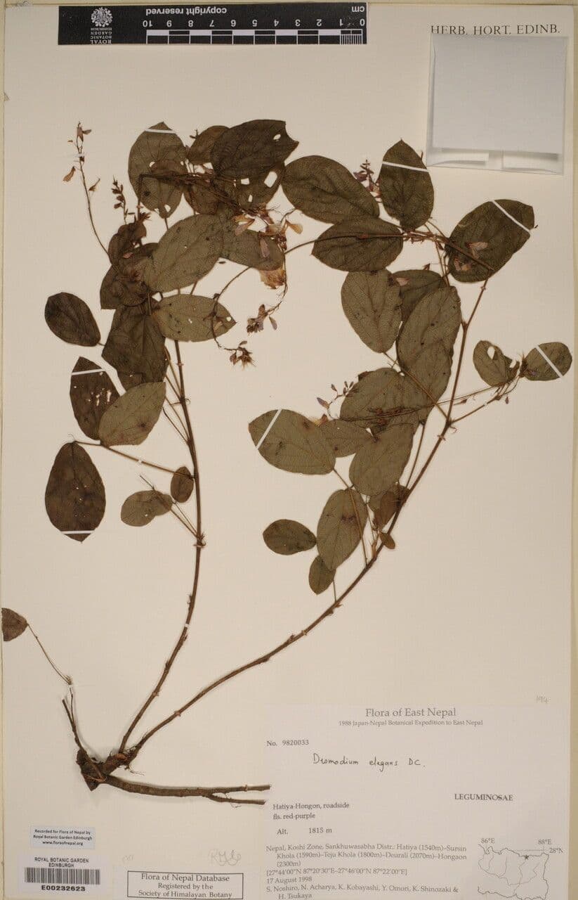 Phyllodium 10