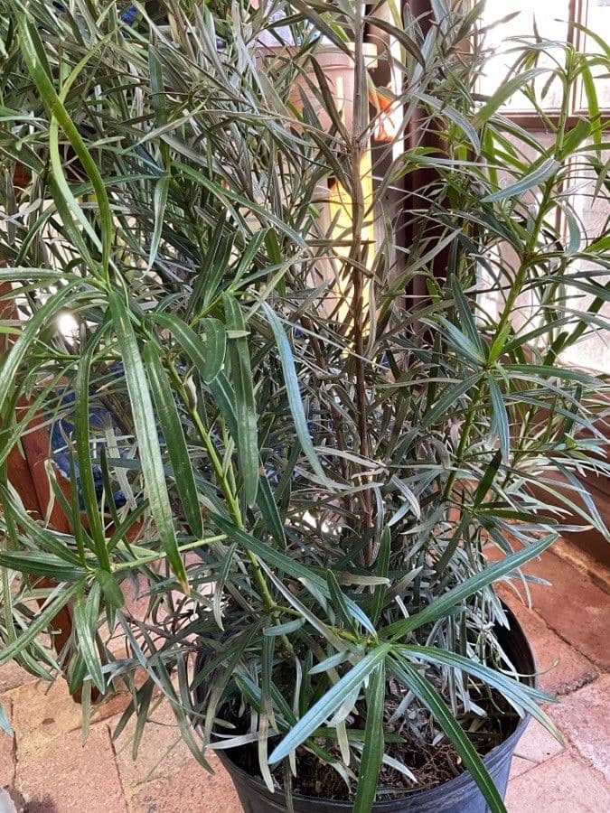 Podocarpus macrophyllus 11