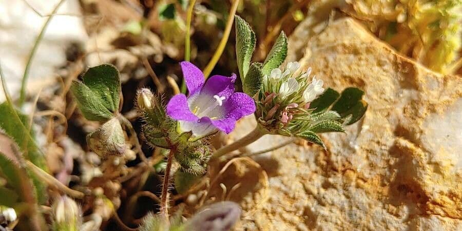Campanula