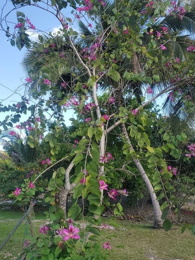 Bauhinia variegata 21