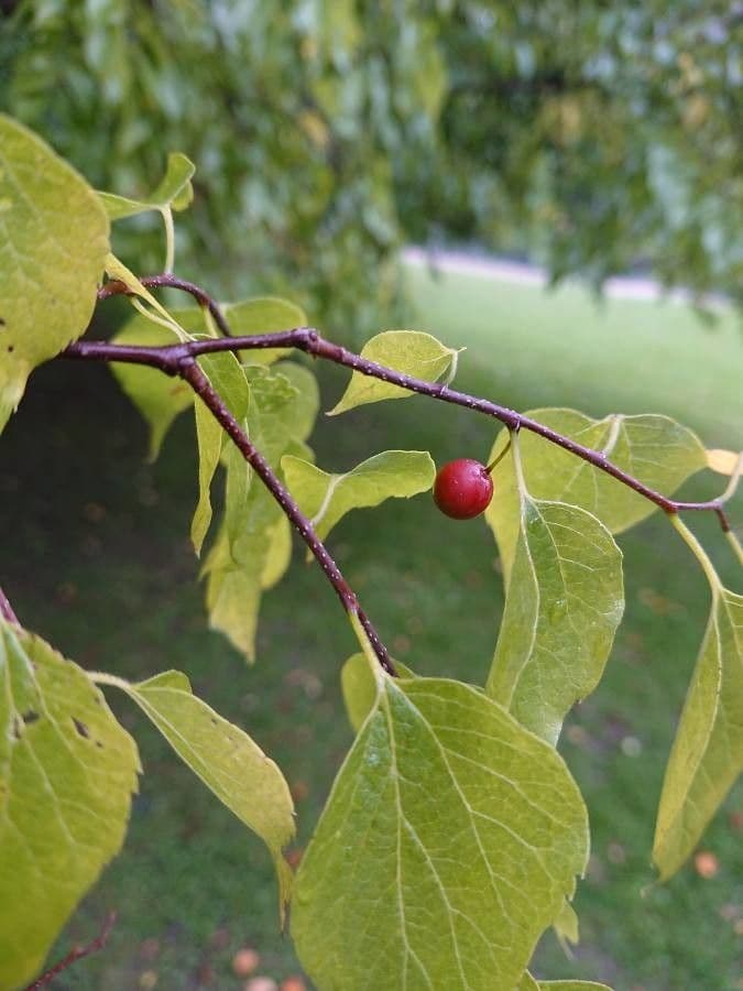 Celtis laevigata 5