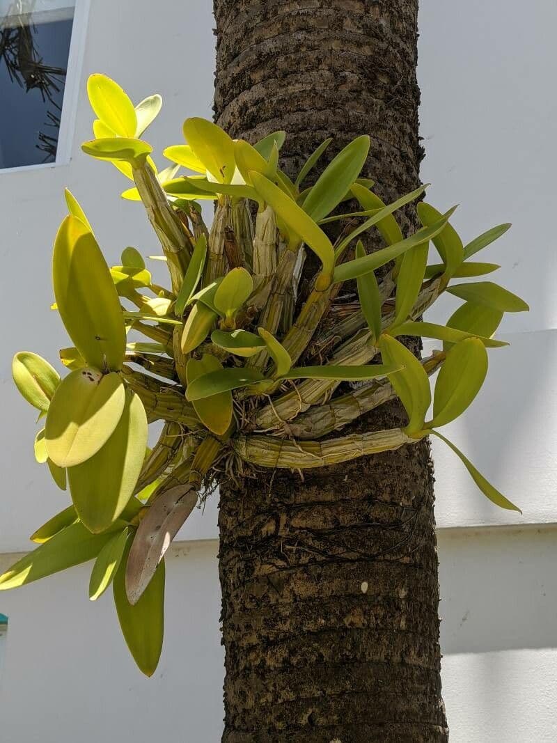 Orchidea formica 7