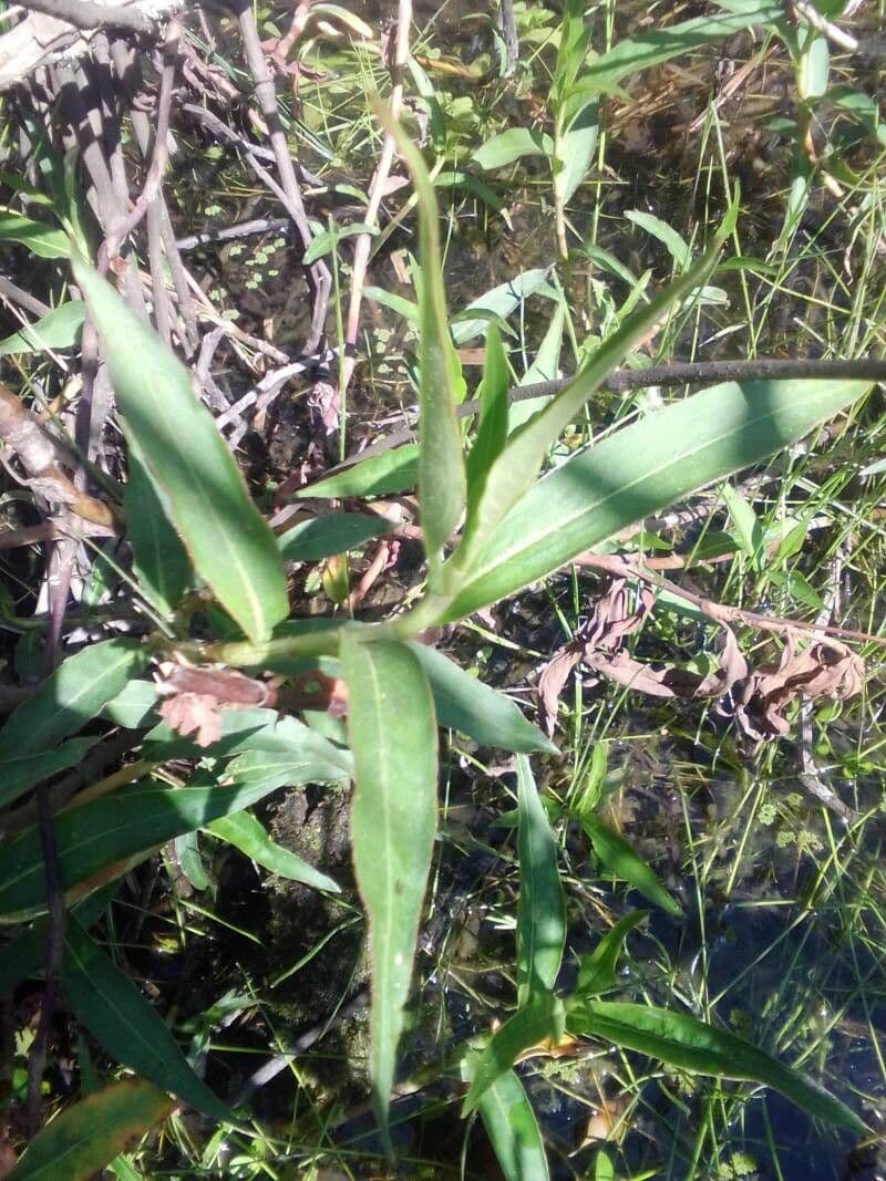 Persicaria ingannevole 10