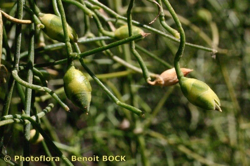 Efedra 5