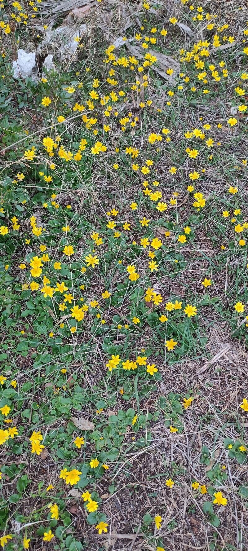Ranuncolo autunnale 7