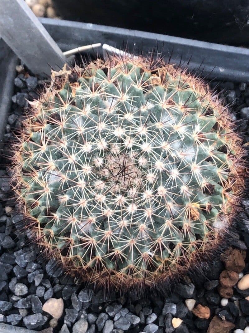 Mammillaria