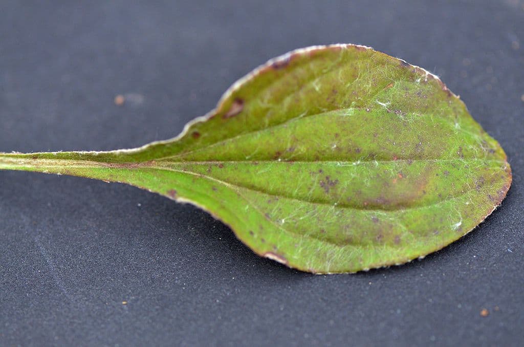 Antennaria de hoja de llantén 24