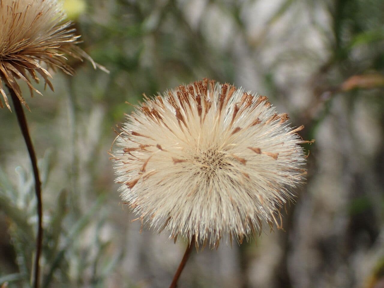 Felsen-Steinimmortelle 3