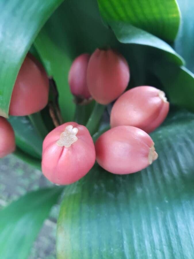 Clivia