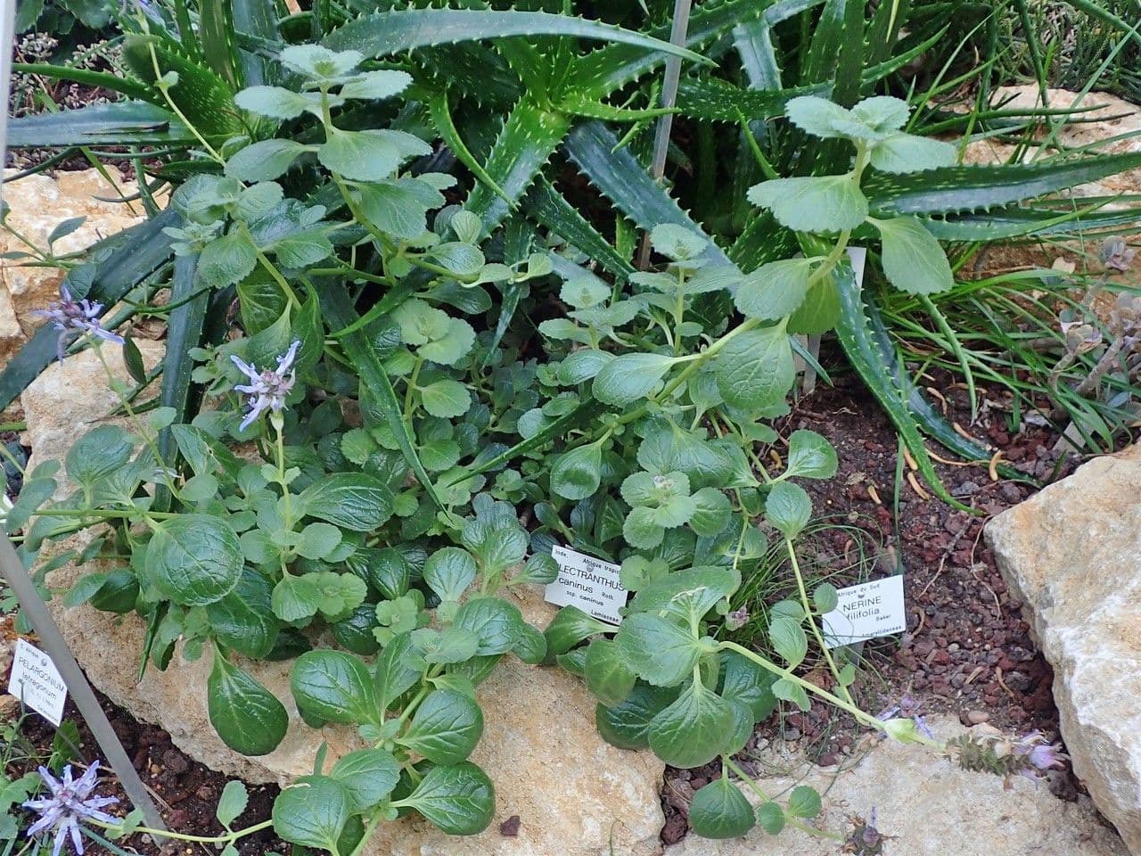 Hundsrose 9