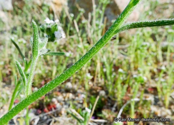 Cryptantha pterocarya 16