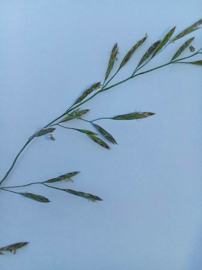 Festuca dei prati 7