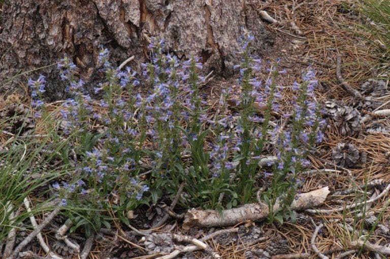 Penstemon verde 7