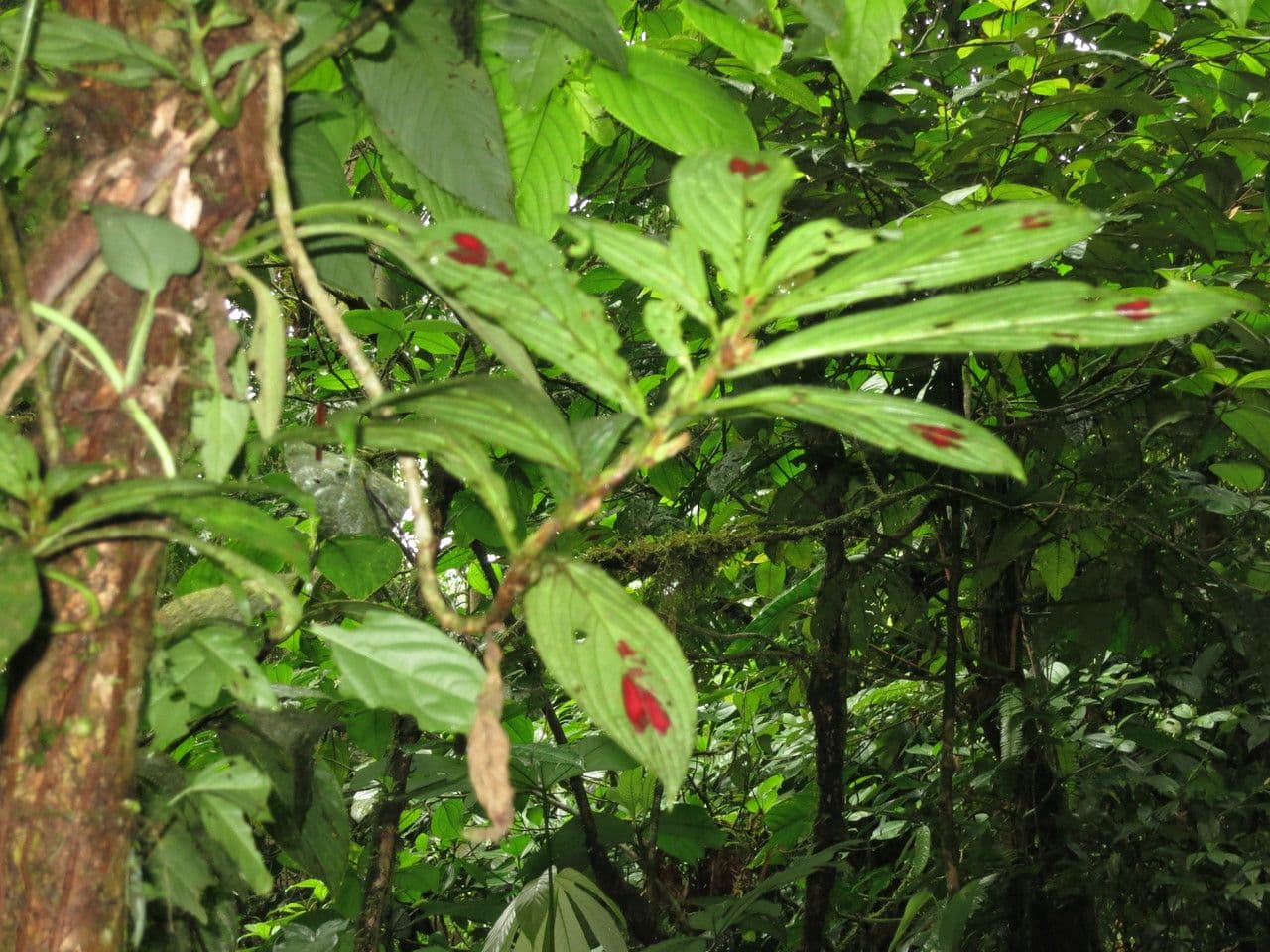 Columnea 9