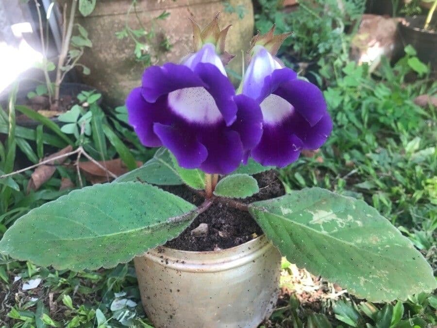 Gloxinia 5