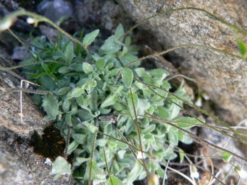 Draba douteuse 13