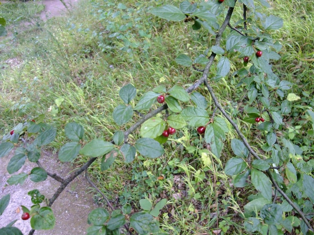 Cotoneaster 6