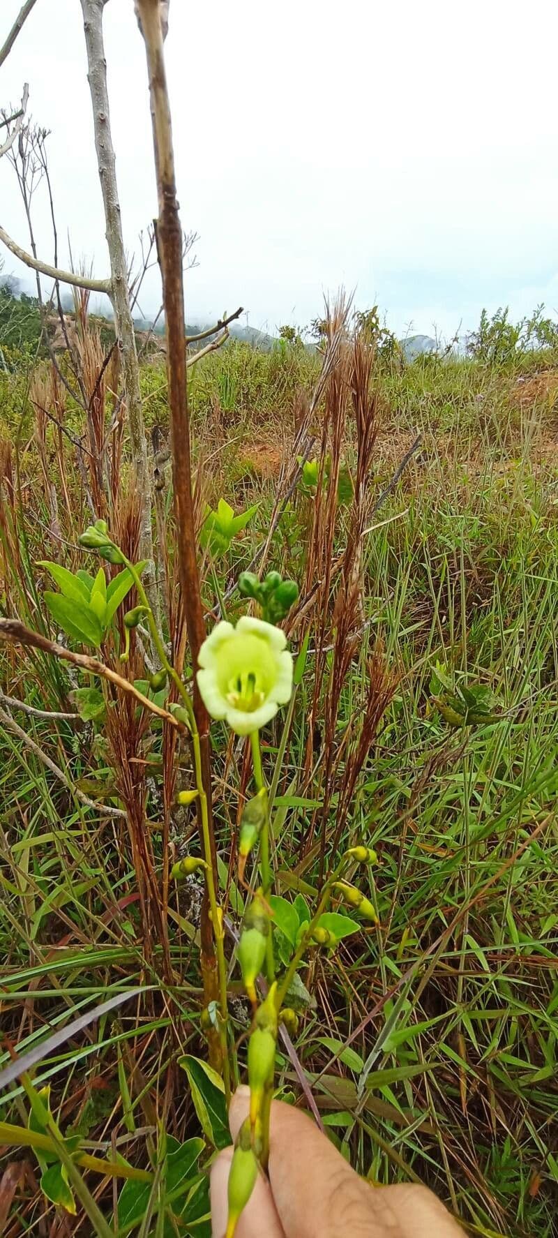 Chelonanthus alatus 6