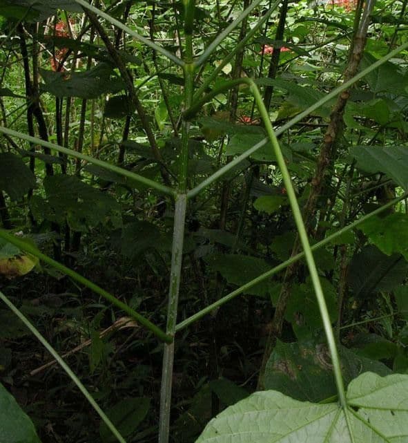 Lantana paniculata 25