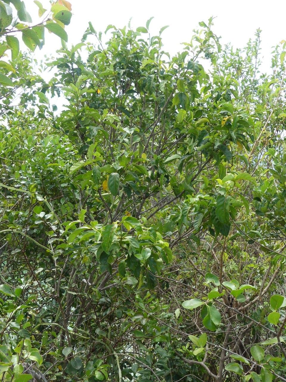 Pyrostria bibracteata 2