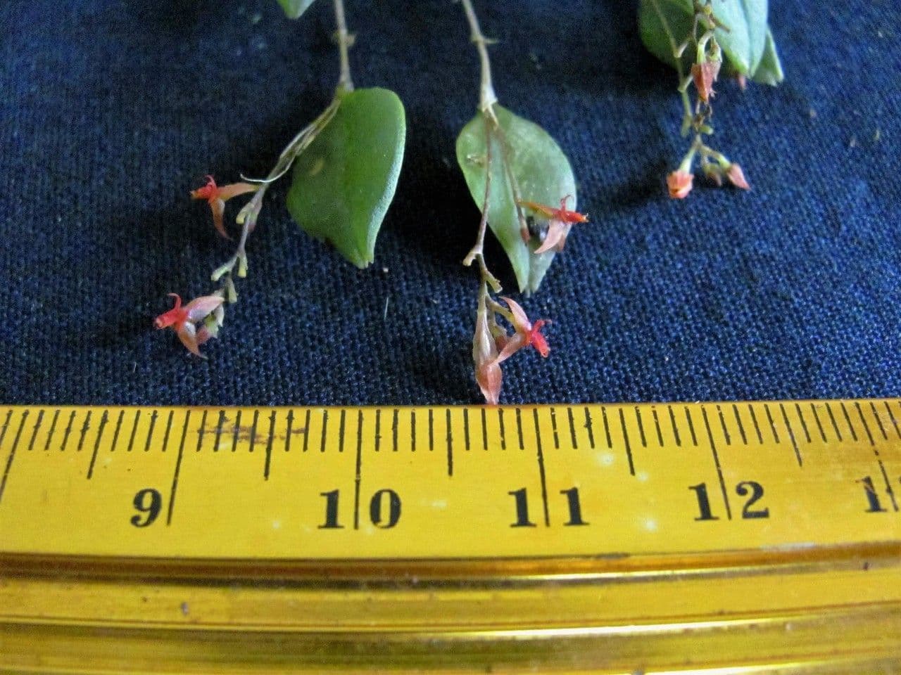 Lepanthes
