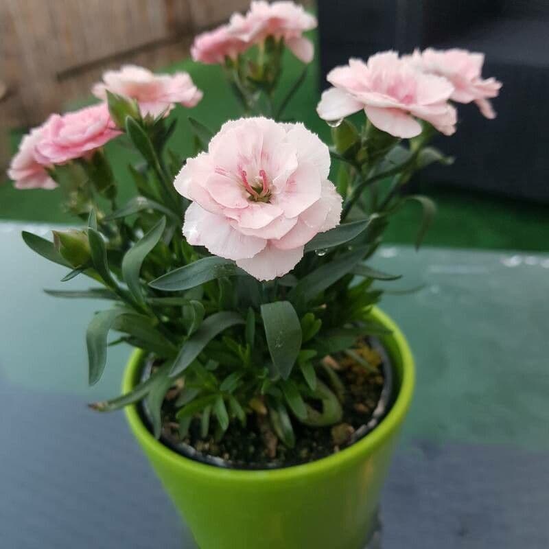 Clavel 24