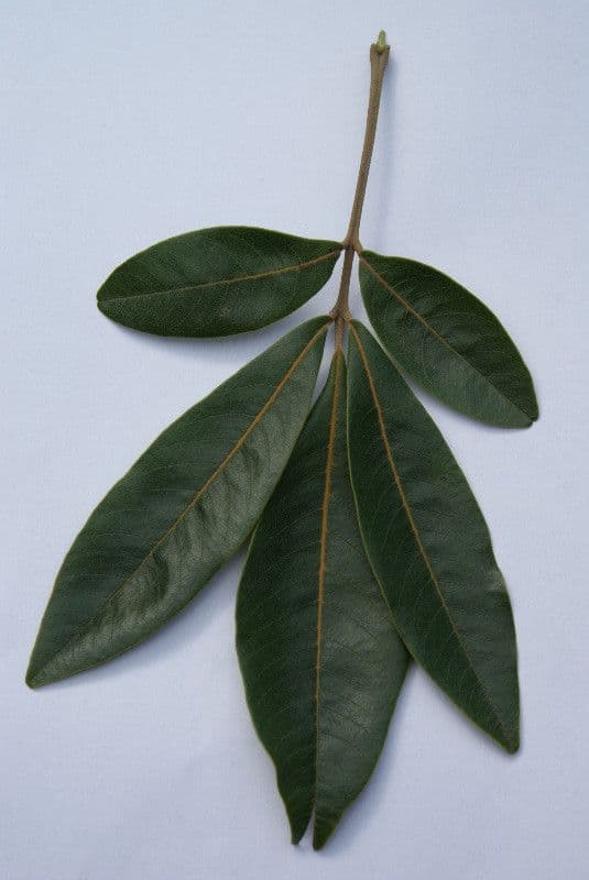 Cossinia pinnata 27