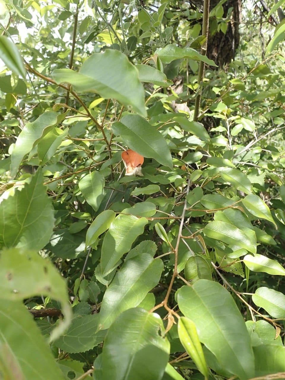 Croton dicogamo 19