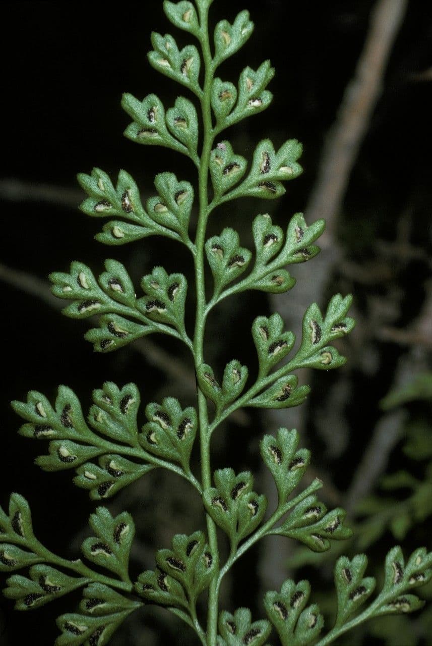 Asplénium 2