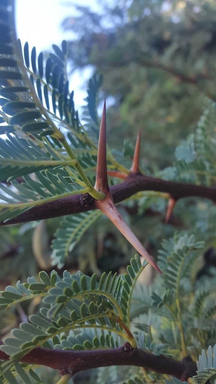 Acacia erioloba 22