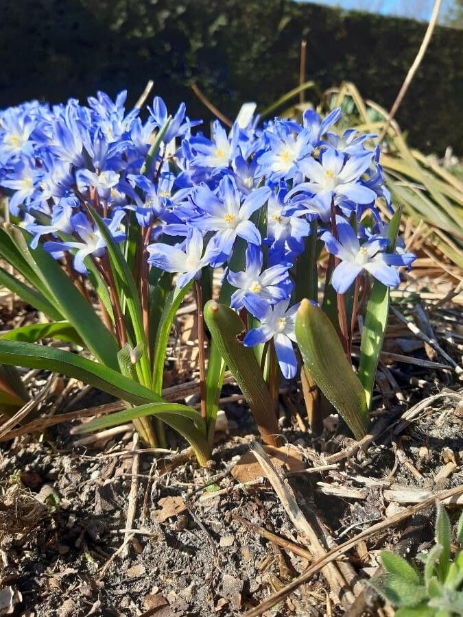 Scilla Forbesa 7