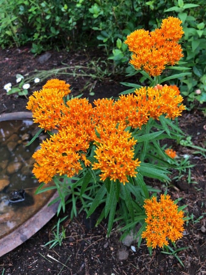 Asclepiade tuberosa 10