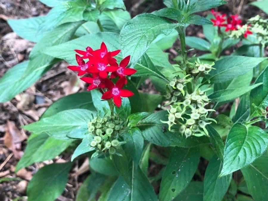 Pentas 9