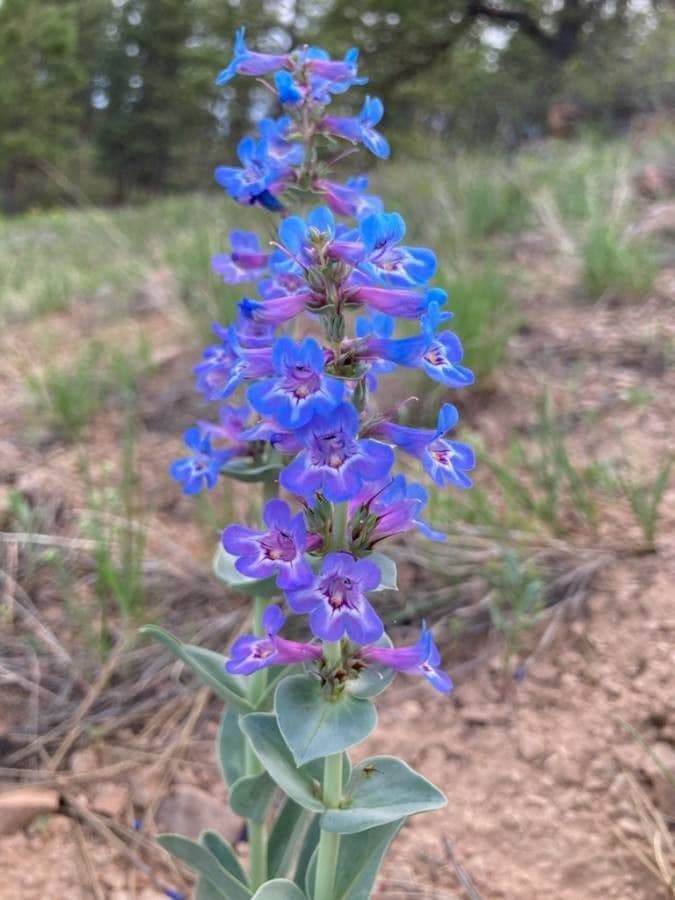 Penstemon 7