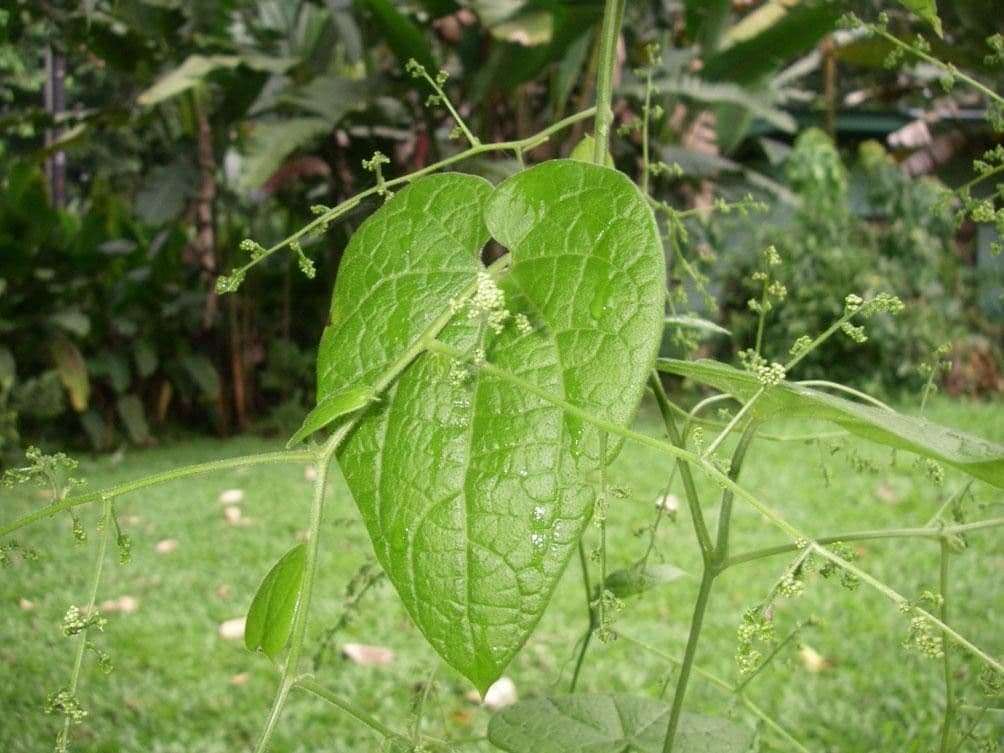Sicydium 14