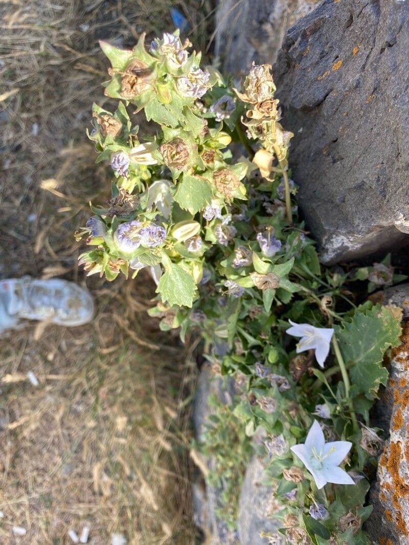 Campanula 6