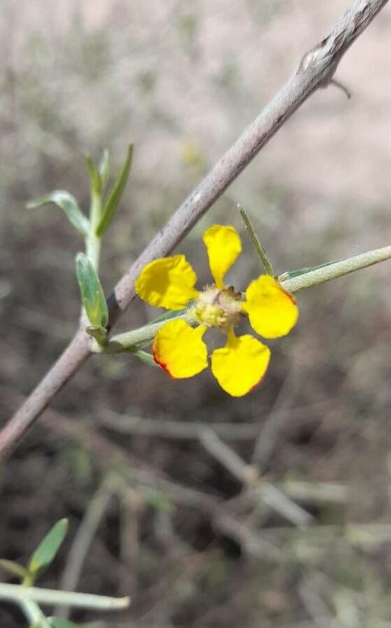 Tricomaria