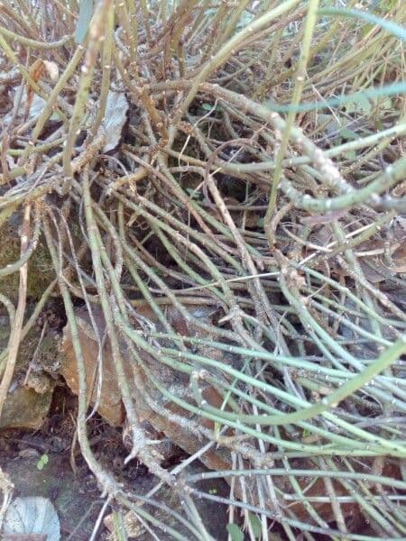 Iberis sempreverde 23