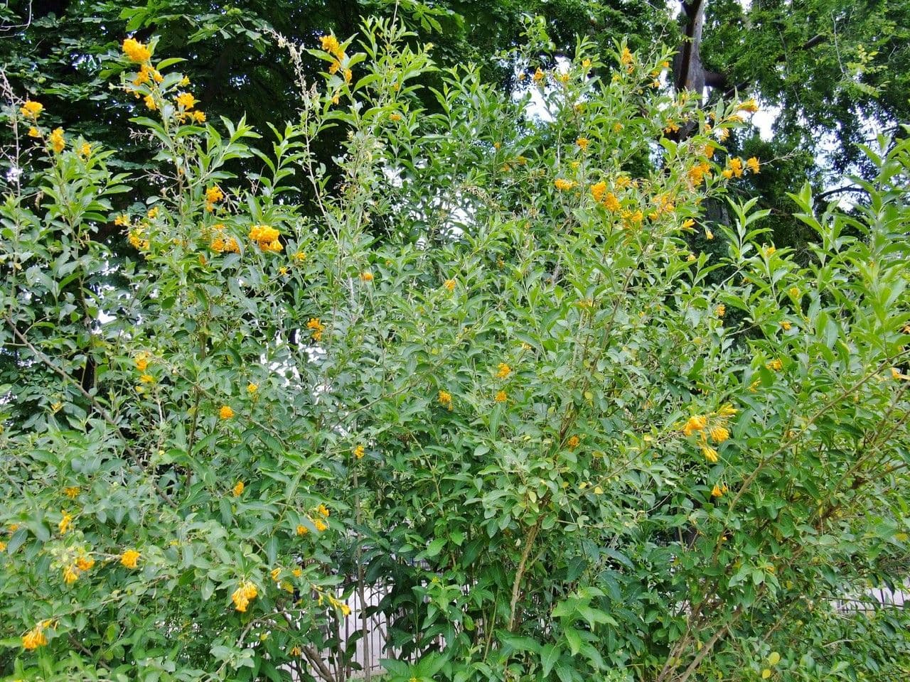 Cestrum elegante 15