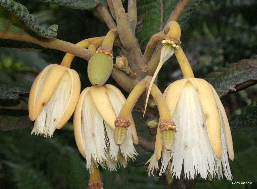 Elaeocarpus 3