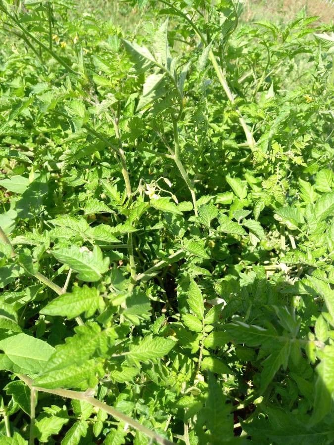 Pomodoro ribes 16