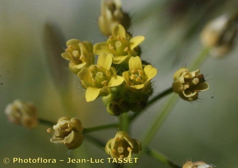 Draba lesná 6
