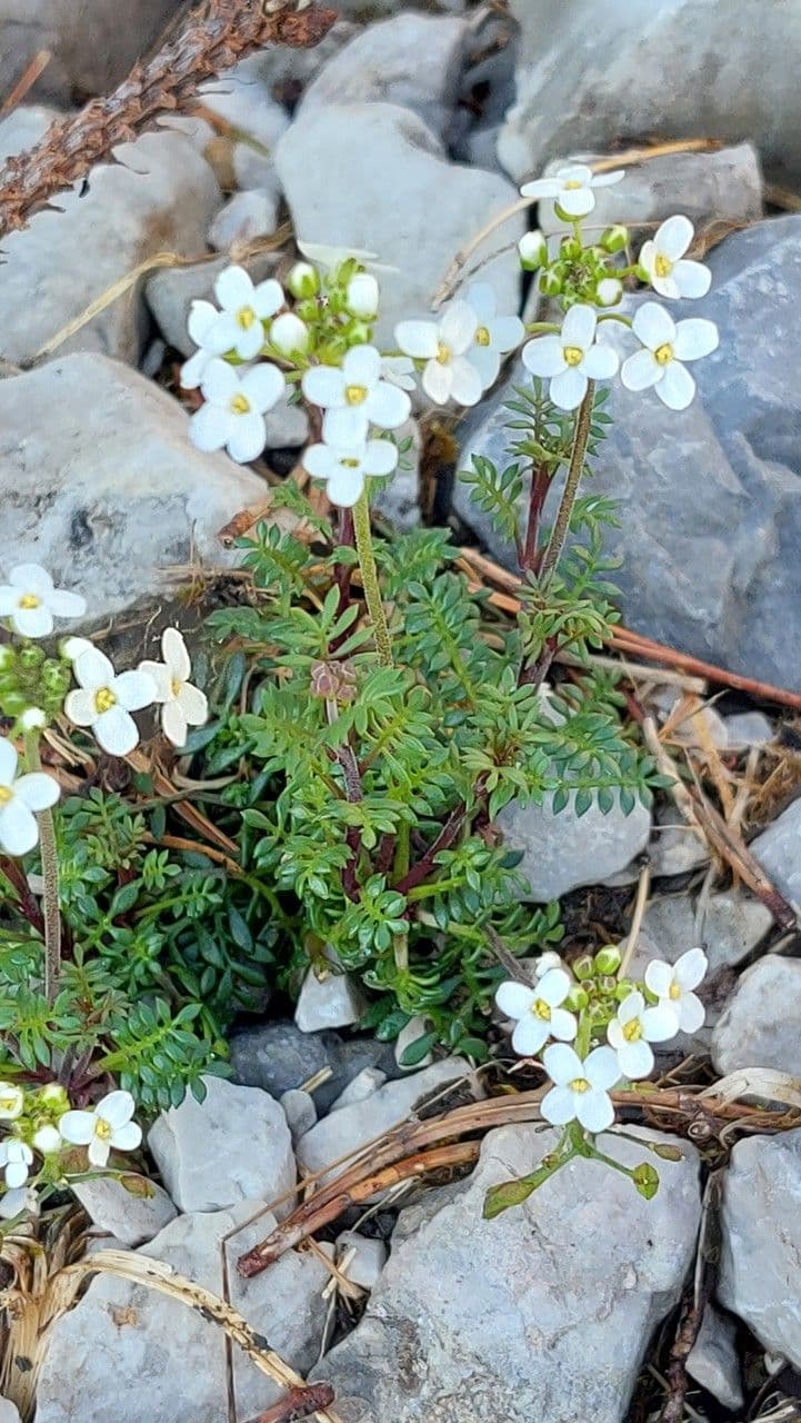 Iberidella alpina 19