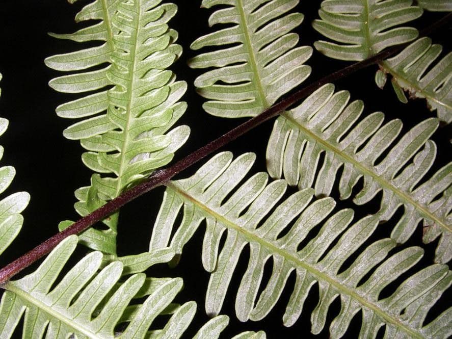Pteris quadriaurita 4