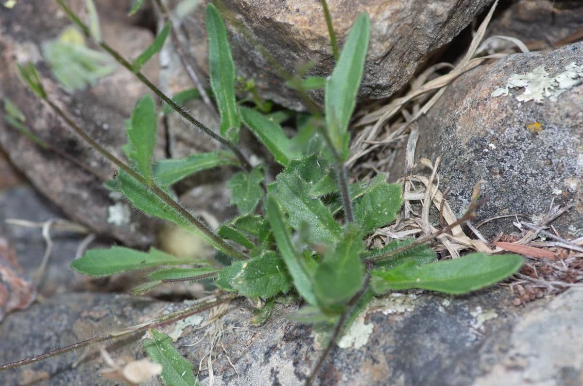 Biscutella 18