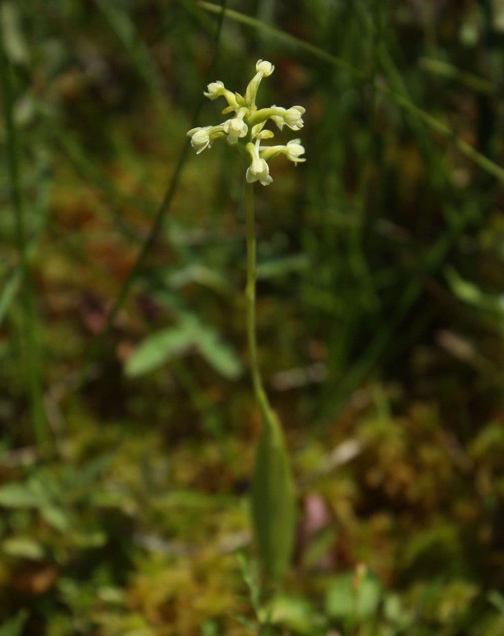Platanthera clavellata 9