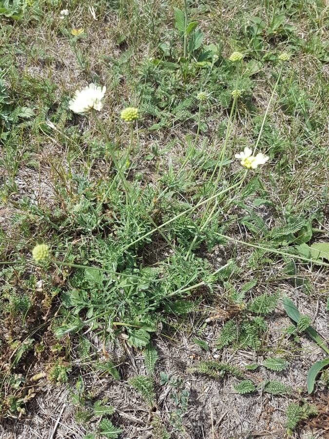 Ockergelber Witwenblumen 27
