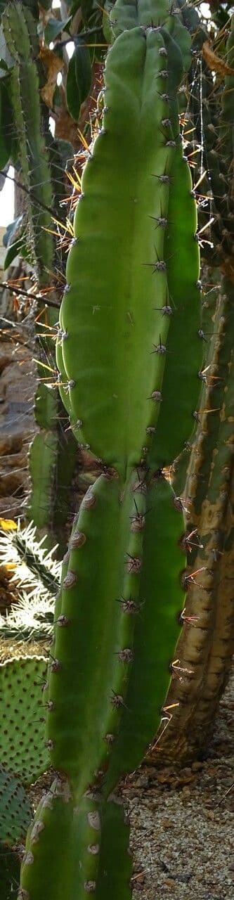 Cereus 4