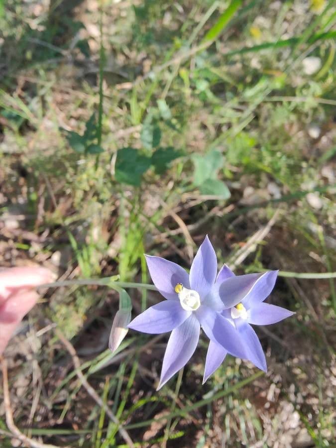 Thelymitra